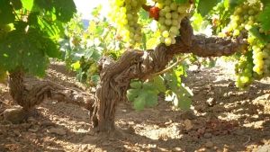 La Vite ad Alberello